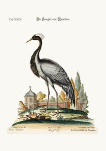 Demoiselle af Numidia, 1749-73